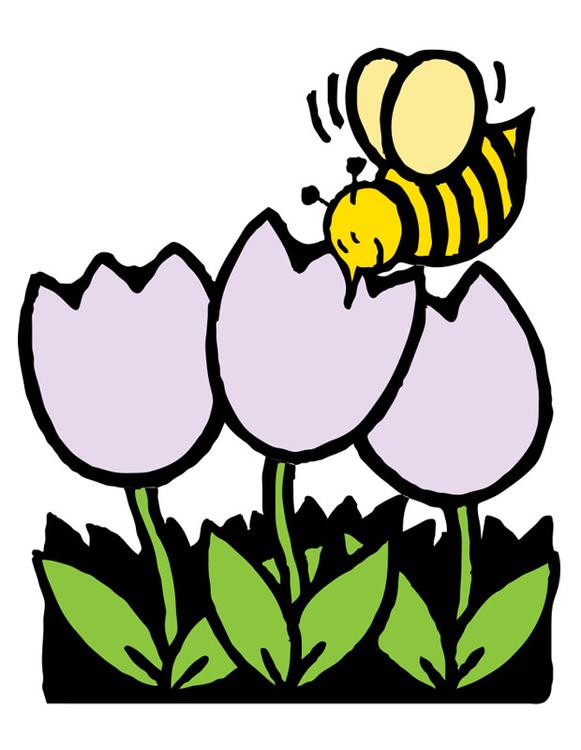 honningbie og en tulipan