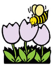 honningbie og tulipaner