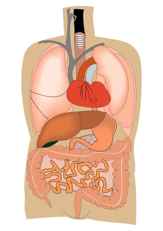 bilde indre organer
