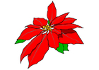 julerose