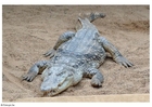 Foto krokodille