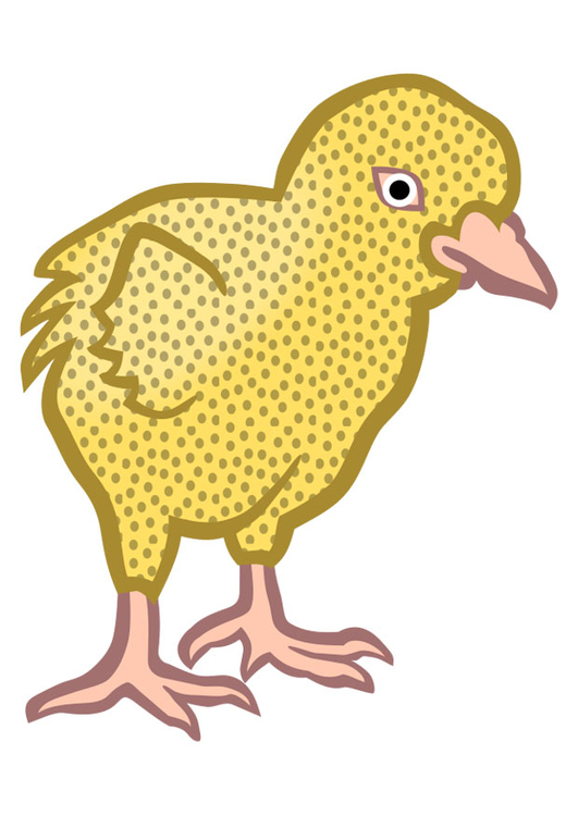 bilde kylling