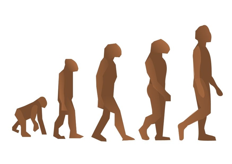 bilde menneskets evolusjon