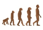 bilder menneskets evolusjon