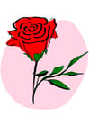 bilder rød rose
