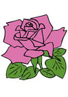 bilder rose