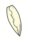 bilde salatblad