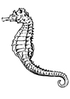 Fargeleggingsbilde sjøhest