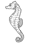 Fargeleggingsbilde sjøhest