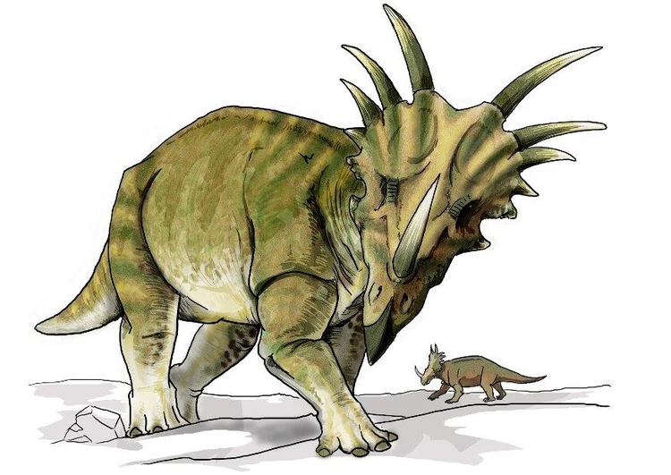 bilde Styracosaurus dinosaur