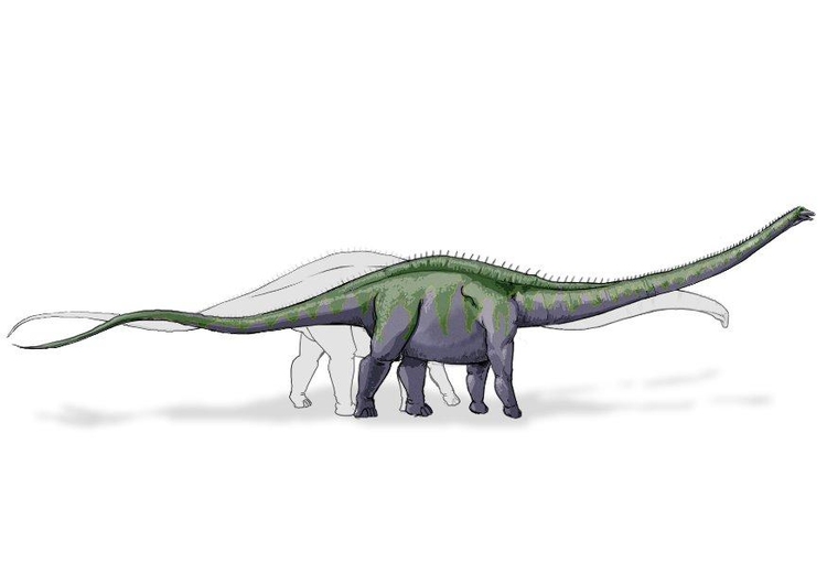 bilde Supersaurus dinosaur