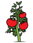 bilde tomatplante
