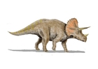 bilde Triceratops