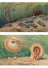 bilde trilobiter og ammoniter