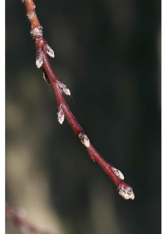 1. nektarinens knopper - tidlig vinter