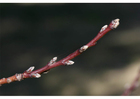 1. nektarinens knopper - tidlig vinter