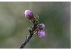 Fotografier 2. nektarinens knopper - tidlig vår