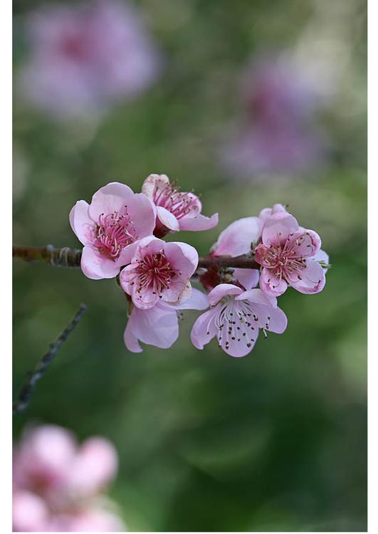 3. nektarinen i blomst - pÃ¥ forsommeren