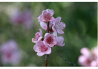 Fotografier 3. nektarinen i blomst - på forsommeren