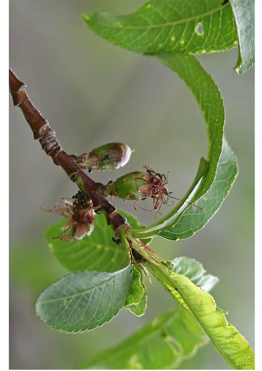 4. nektarin - tidlig frukt - midtsommer