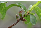 Foto 4. nektarin - tidlig frukt - midtsommer