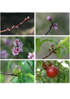 Fotografier 7. nektarinens utvikling