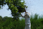 Fotografier å fange en sverm av bier