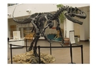 Allosaurus skalle
