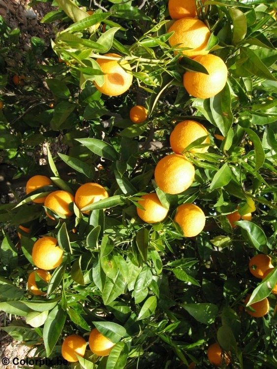 Foto appelsiner