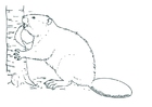 Fargeleggingsbilde bever