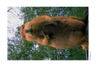 bever