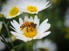 Fotografier bie på blomst