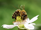 Foto bie på blomst