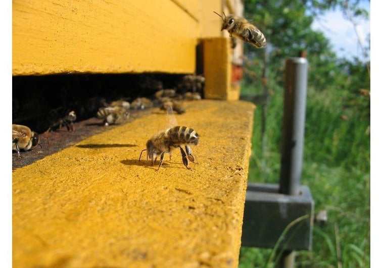Foto bie ved bikuben