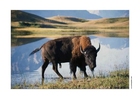 Foto bisonokse