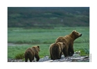 Fotografier bjørn
