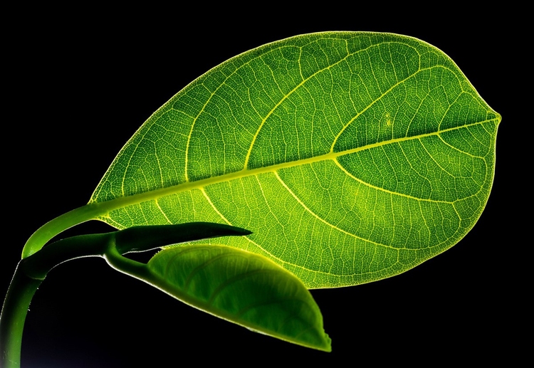 Foto blad med Ã¥rer