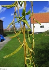 Fotografier blomst