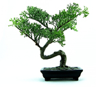 Fotografier bonsai
