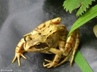 Foto brun frosk