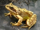 Foto brun frosk