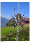 Foto edderkopp i nett