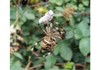 Foto edderkopp med bytte
