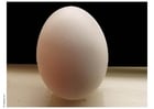 Foto egg