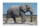Fotografier elefant