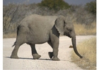 Fotografier elefant