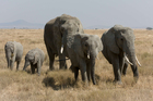 Foto elefanter