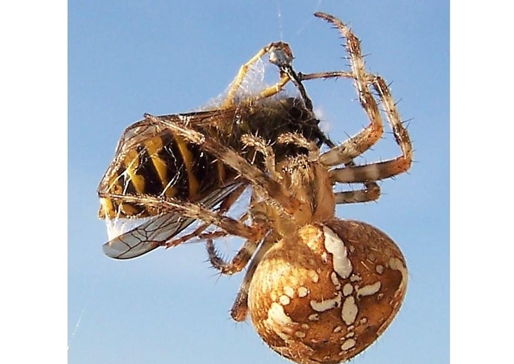 Foto en edderkopp fanger en veps