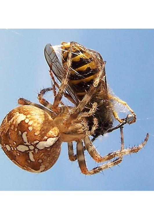 en edderkopp fanger en veps