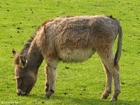 Foto esel